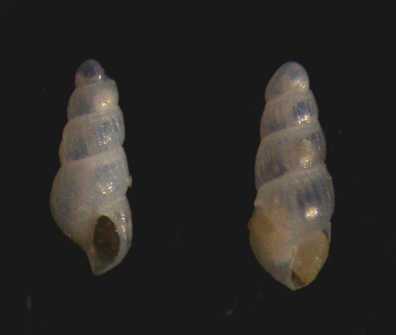 careliopssis modesta